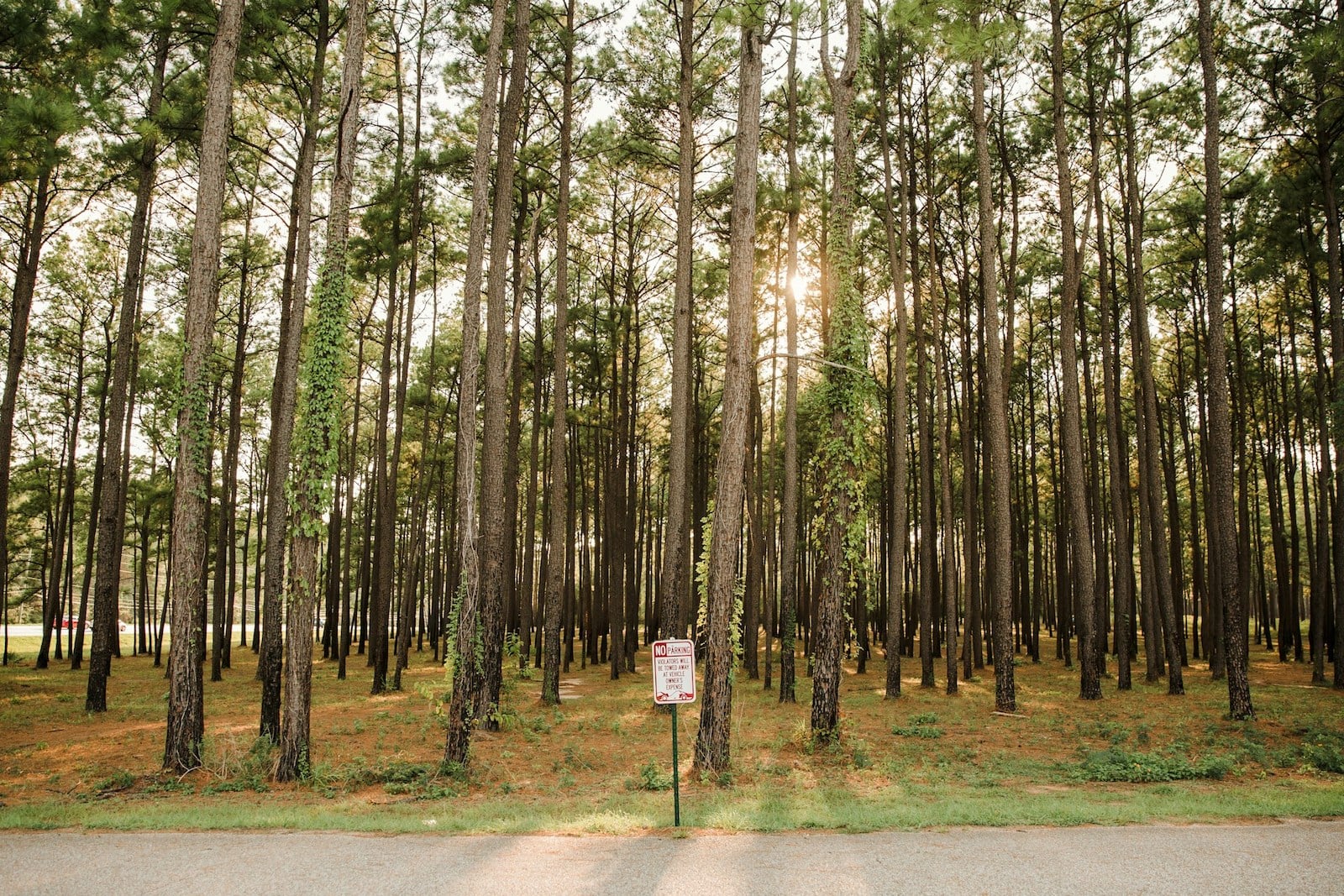 Trees in The Woodlands, TX